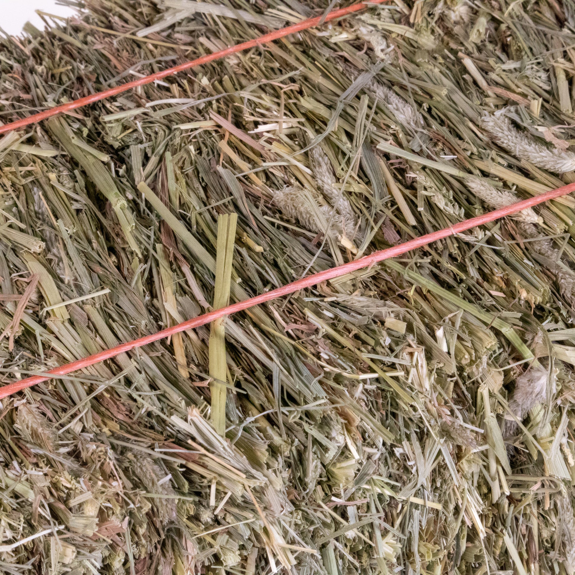 Mini Hay Bale - TIMOTHY BLUE BLEND - BinkyBunny.com House Rabbit Store