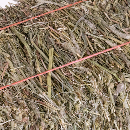 Mini Hay Bale - TIMOTHY BLUE BLEND - BinkyBunny.com House Rabbit Store