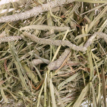 Mini Hay Bale - TIMOTHY BLUE BLEND - BinkyBunny.com House Rabbit Store