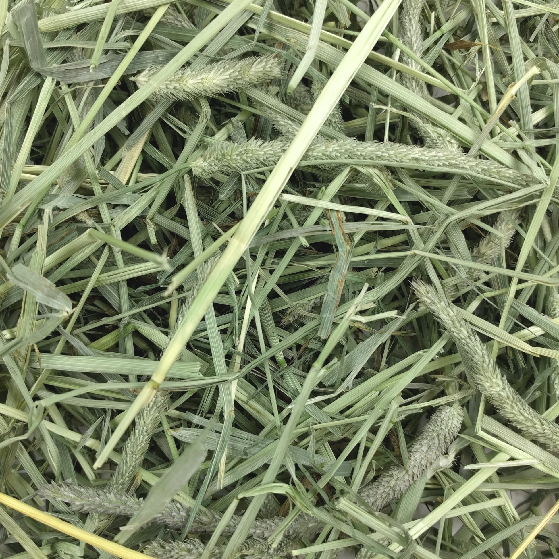 Western Timothy Hay - 40 oz - BinkyBunny.com House Rabbit Store
