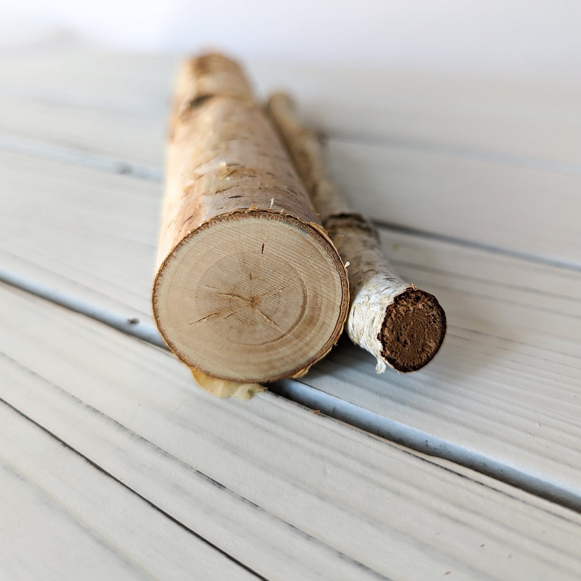 Birch Mini Logs (New) - BinkyBunny.com House Rabbit Store